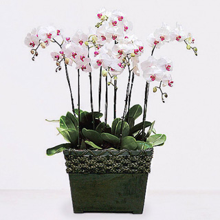 flower-korea.com > orchid flowers